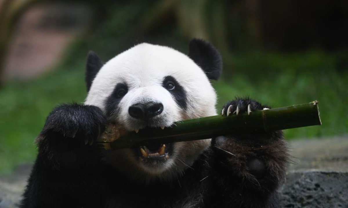 Giant panda Cai Tao is seen at the Panda Palace in Taman Safari Indonesia in Bogor, West Java province, Indonesia, Nov. 7, 2025. (Xinhua/Zulkarnain)